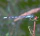 common blue damselfly